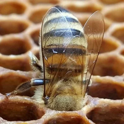 Sigurdsdottir - Pszczoła w komórce plastra miodu

#zwierzaczki #pszczelarstwo #ciekaw...