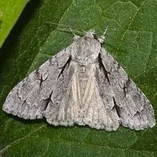 sokol1990 - @sokol1990: chyba to Wieczernica klonówka (Acronicta aceris)