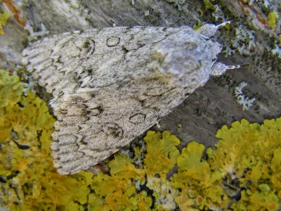 zuchtomek - @sokol1990: https://en.wikipedia.org/wiki/Sycamore_(moth)