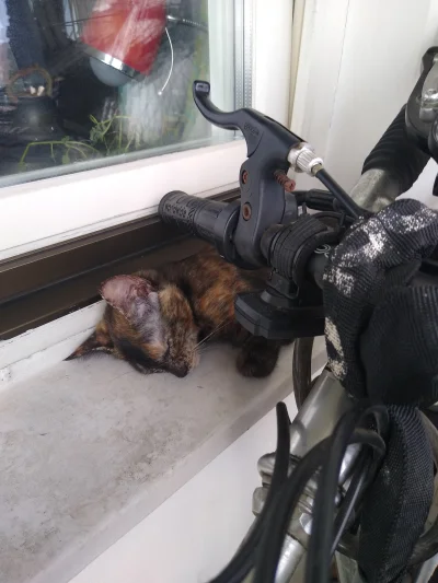 Kotouak - Kitku zmęczone po wycieczce rowerowej. Parapet umyjemy później.

Zaprasza...