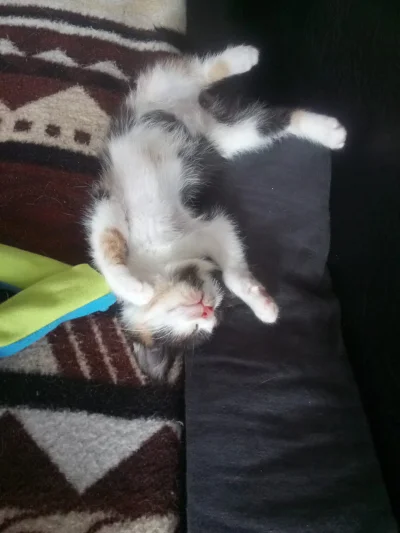 wasata-baba-z-chrustem - cicho, kotek śpi. 

#koty #pokazkota