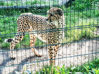 SebaD86 - Dej Cheetosa ( ͡º ͜ʖ͡º)

#gepard #slask #zoo #zwierzaczki #zwierzeta #chorz...
