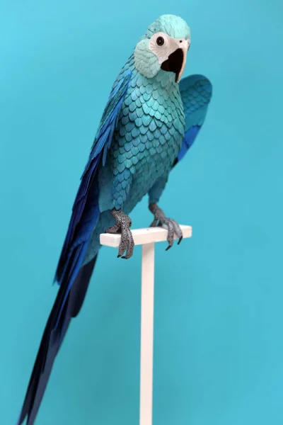 malakropka - Spix macaw. Male juvenile. Side view_