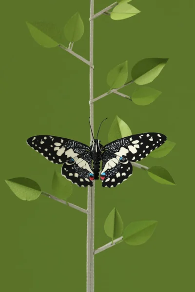 malakropka - Lime butterfly. Butterflies of Singapore_