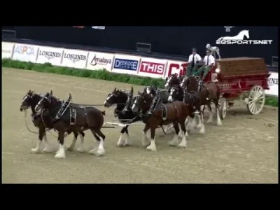 wipok - Pitolenie, konie rasy Clydesdale są duże ale nie aż tak jak na foto, przykład...