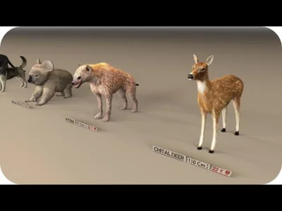 starnak - Animal Size Comparison | 2020