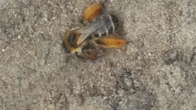 Wygramitak - @Megachilidae: Na kwiatach jej nie spotkałem, za to natrafiłem na obrost...