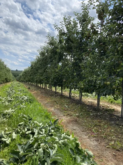 Aragonn - Cyk letnie cięcie robimy w 30 stopniach (⌐ ͡■ ͜ʖ ͡■) 

#ogrodnictwo #jablka