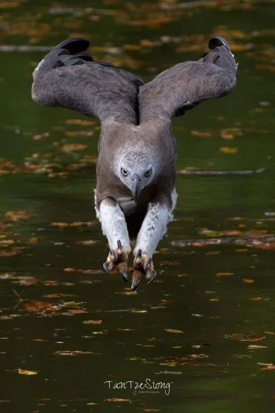 Lifelike - Rybożer białosterny (Icthyophaga ichthyaetus)
Autor
#photoexplorer #foto...