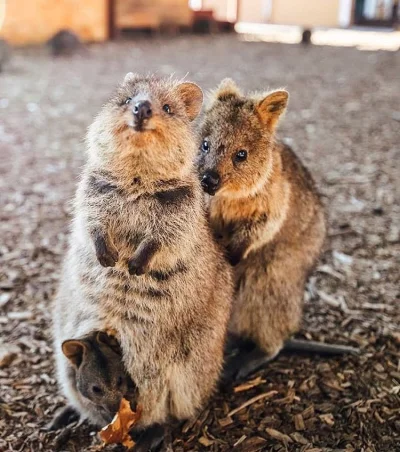 mfek00 - Weź poproś ludzia o jeszcze jednego liścieja
#quokka #quokkanadzis #zwierza...