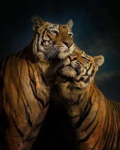 Fennrir - #contentwpaski z okazji Międzynarodowego Dnai Tygrysa. Wrzucam, bo @4gn4x m...