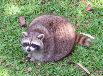 janushek - #smiesznypiesek #zwierzaczki #trashpandas