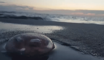 Picfan - #ciekawostki #smiesznypiesek Jakaś śmieszna foliówka na plaży