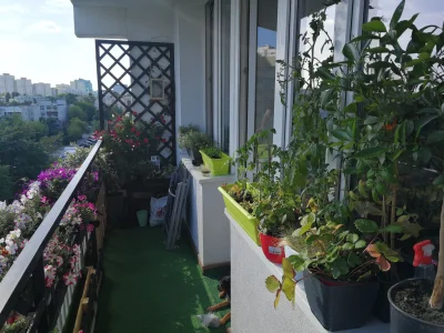 PanMarian - Ogródek mi się rozrasta #balkon