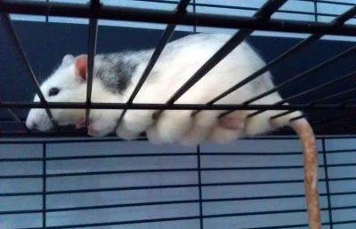 ratty - @Maluszex: Mój szczur pozdrawia Twojego kitku ( ͡° ͜ʖ ͡°)