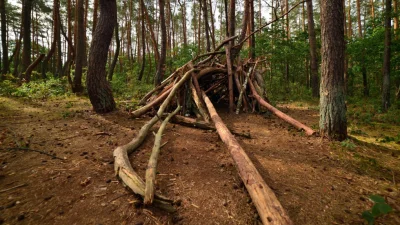 BaronAlvon_PuciPusia - Nadleśnictwo Gryfino wycięło część drzew w Krzywym Lesie - pom...