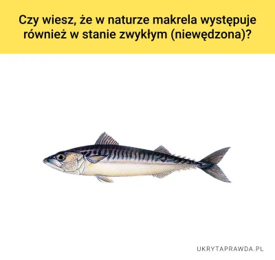 m.....k - #ciekawostki #heheszki #humorobrazkowy #ryby