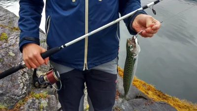 3Xpro - @trablach: Moje zdjęcie makreli złapanej podczas tripa w Norwegii, o dziwo ni...
