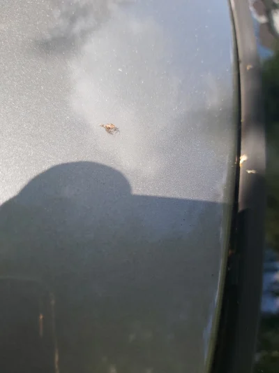 nors - Ktoś wie co to za #robaki? Całe auto w nich jest, auto stoi pod brzozą. #owady...