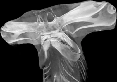 WuDwaKa - Zdjęcie rentgenowskie głowy rekina młota

#ciekawostki #ryby #rekin #rent...