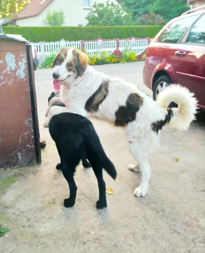 Ishvarta - >"Charakterystyczne zachowanie suk Tornjaka polega na skakaniu na inne psy...