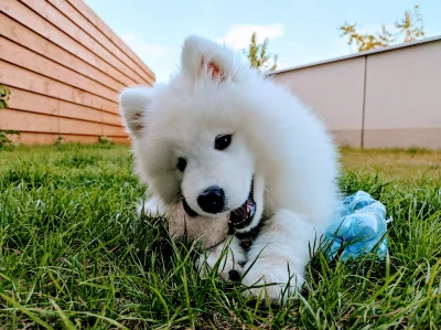 piotredarew - Zabawy w ogródku #samoyed