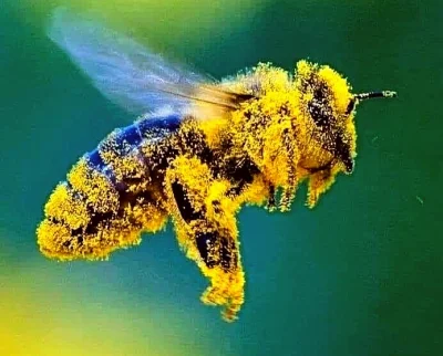 s.....o - Pszczoła żyje ok 40 dni. Wizytuje ok.1000 kwiatów i produkuje mniej niż 1 ł...