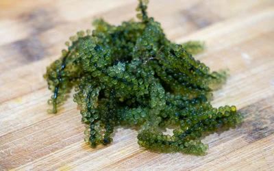 asdfghjkl - Sea Grapes (Caulerpa lentillifera) zwane też "zielonym kawiorem". W smaku...