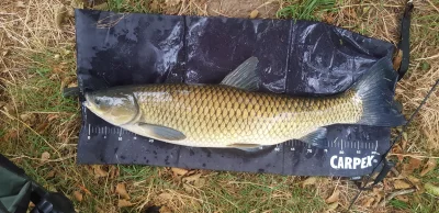 Wodniak94 - Pierwszy amur w życiu 9.2kg
9:45 method feeder 
zanęta kryl, 
kulka tonąc...