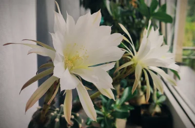Anhed - Zakwitł (｡◕‿‿◕｡)
#kwiaty #kaktus #rosliny