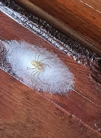 Mefisto995 - Hey Mirki, ktoś wie co to za pająk uwija gniazdo na poddaszu? Taki mały ...