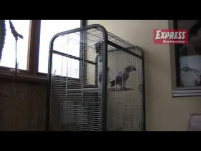 Kosciany - #protip

Jeśli nauczysz papugę mówić TAK
To możesz uprawiać z nią sex.