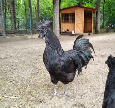 czteroch - Big Black Cock z mini Zoo w Żywcu.
#zywiec #kogut #ciekawostki #zwierzaczk...