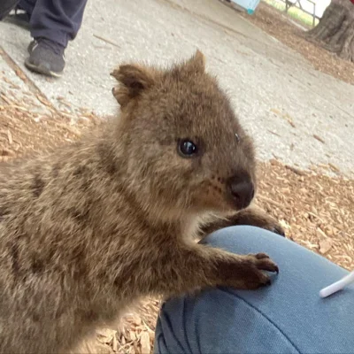 mfek00 - Dobry liściej nie jest zły
#quokka #quokkanadzis #zwierzaczki