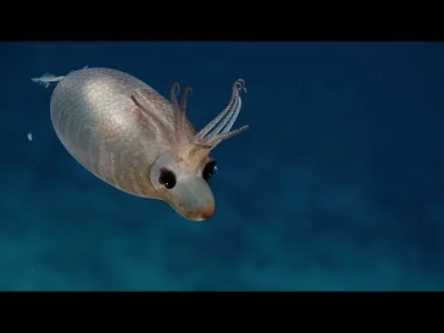 starnak - Piglet Squid Siphon Looks Like a Snout | Nautilus Live.