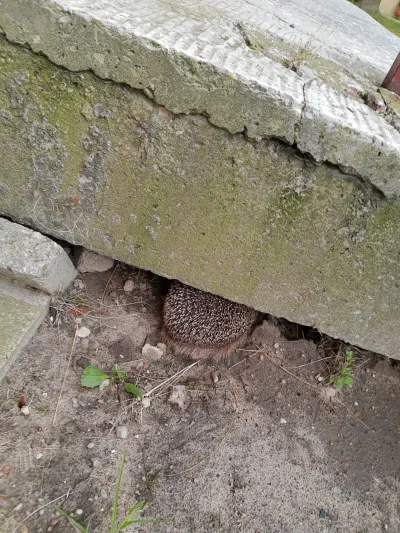 harnasiek - Jeż schowany pod wejściem do klatki.
Czy można prosić o plusik dla jeża i...