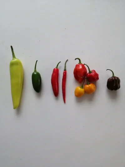 nomadbynature - Taki kupiłam wczoraj zestaw papryczek chili, od lewej: chili banana, ...