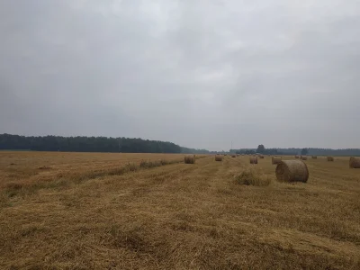 HornisseBRD - Zawsze jak widzę już pokoszone pola i kulki ze słomy to mnie jakiś taki...