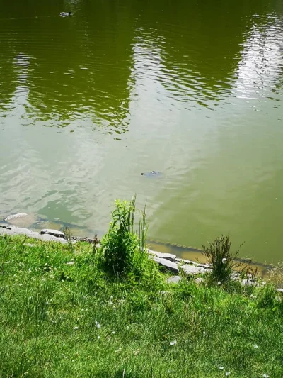 mroz3 - żółw w stawie w parku Tołpy

w komentarzu zbliżenie 


#wroclaw