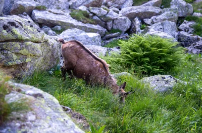 paramite - #tatry #mojezdjecie 
Lipiec 2020, między Zmarzłym Stawem a Czarnym Stawem...