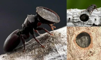 Chrystus - Mrówka z rodzaju Cephalotes ze spłaszczoną głową, którą blokuje wejście do...