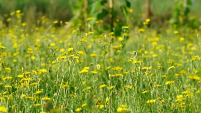 Jonn - Chciałem dziś skosić trawę w winnicy, ale zakwitły jakieś żółte kwiaty i pojaw...