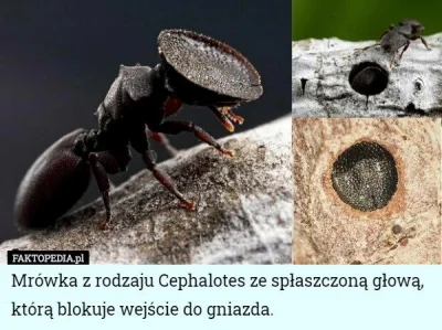 spinny - Mrówka z rodzaju Cephalotes ze spłaszczoną głową, którą blokuje wejście do g...