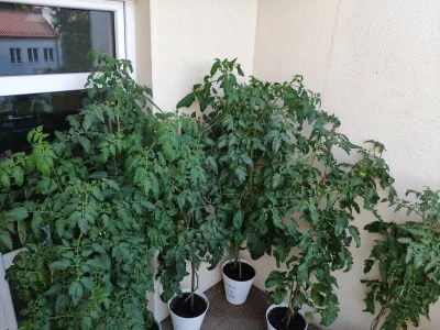 gobi12 - Miałem pokazać pomidorki balkonowe, więc pokazuję.

#ogrodnictwo #ogrod #ros...