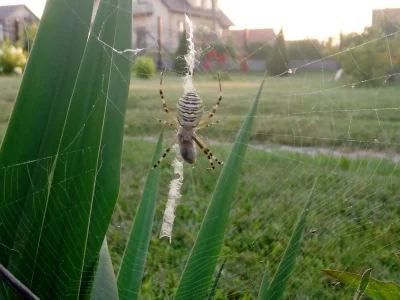 grzesiecki - #pytanie #pajaki #arachnofobia co to za pająk? Ustzelilem go dzisiaj w o...