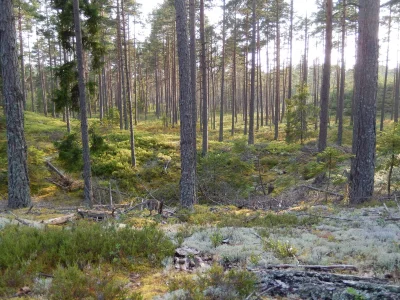 projektjutra - Szwedzka natura.

#szwecja #sosna #las #ciekawostki