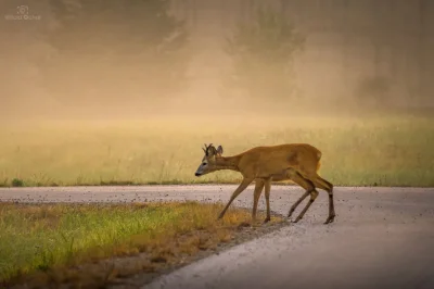 vitoosvitoos - Sarna hojnie obdarzona przez naturę w... nogi :)
Wyjaśnienie na blogu...