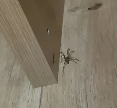 Pchelek - Hej Mirki

Jaki to gatunek pająka? (sorry za jakość ale to klatka z filmu...