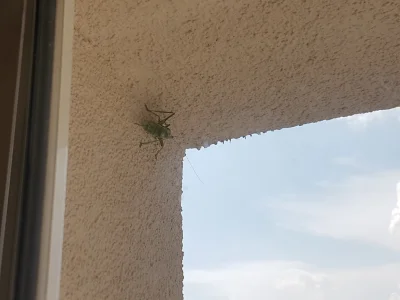 zbyl2 - Próbowałem go złapać ale byłem za wolny i skubany przeskoczył całą kuchnię je...