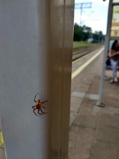 rudawiewiora - Mireczki drogie co to jest za pająk? Okupował wiatę na peronie dworca ...